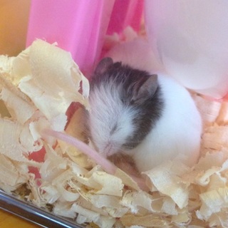 ※現在募集休止中  