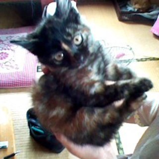 サビ子猫ちゃｎ里親募集！！