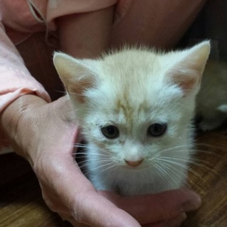 近所で生まれた子猫匹！