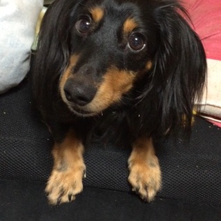 どうかこの子を可愛がって下さる方