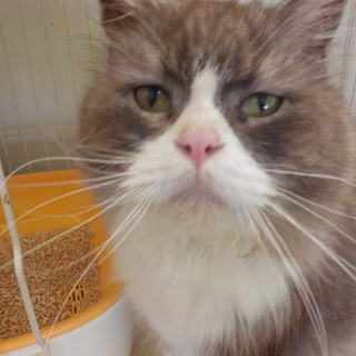 おっとりのケンシロウ