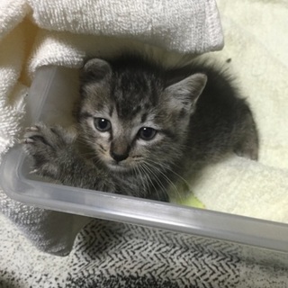 生後1ヶ月の子猫の里親募集！