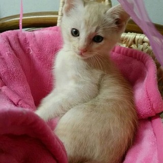 美しい子猫ちゃん