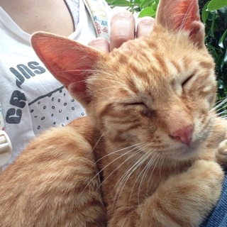 めちゃめちゃ甘えんぼののらねこちゃん