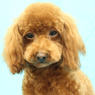 里親募集！トイプードルのメス