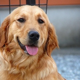 ゴールデン　５歳７か月　女の子　～繁殖犬引退犬～