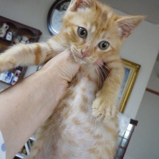 きりっとかっこいい茶トラ子猫ちゃんです。