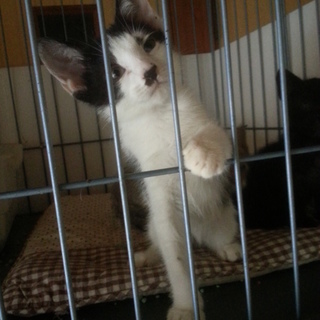 人懐っこい、ちょび髭の福君！