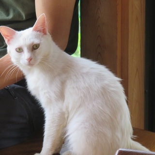 大人しく人懐っこい仮称みなべちゃん