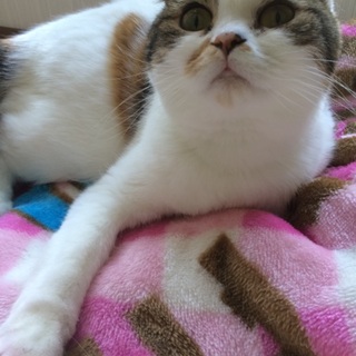 ♀りんご 2歳里親募集