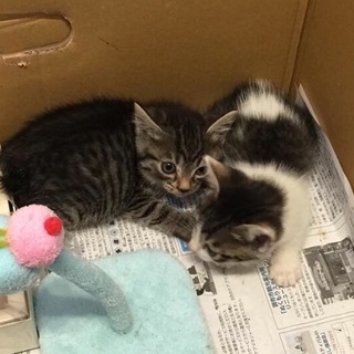 ★生後1ヶ月半★キジトラ★女の子