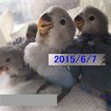 青いコザクラインコ 里親募集！