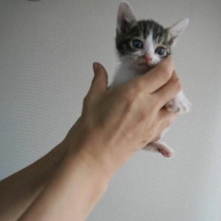 ★生後1ヶ月半★キジトラ白丸★男の子