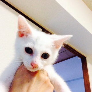 ☆あのアニメキャラ似！白ネコ君です☆