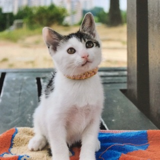 子猫の里親さん募集します