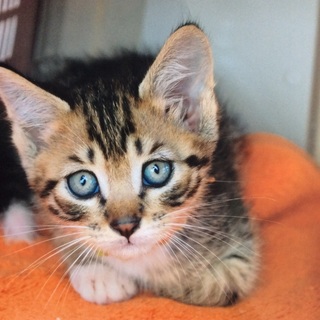 子猫の里親さん募集します