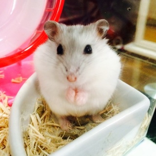 ジャンガリアンハムスターの里親募集