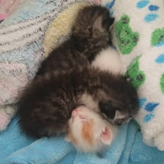 目が開いたばかりの子猫です