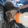 目が開いたばかりの子猫です サムネイル2