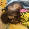 目が開いたばかりの子猫です サムネイル3