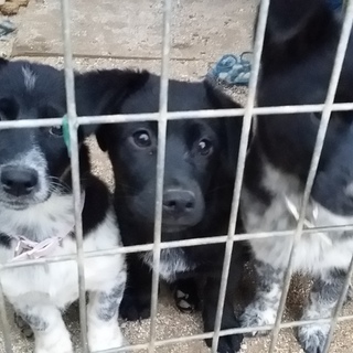 里親さんに出会えました。ありがとうございました