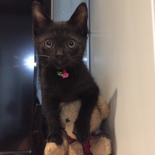 足立区黒猫生後約２ヶ月のやんちゃな女の子