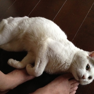 性格花丸　こん平ちゃん♪