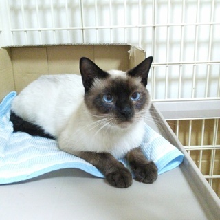 【募集を停止します】甘えたシャムくん