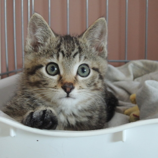 ビビリの仔羊　ラム君！