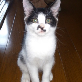 愛嬌たっぷり、元気な子猫たちです