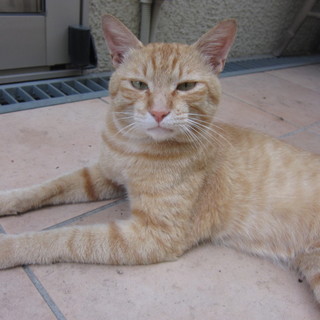 愛嬌のある人懐っこい茶トラのオスです！