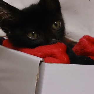 生後１～２か月の黒猫くんです