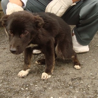 元気いっぱい！人が大好きな女の子の家族募集。