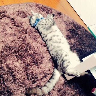 老猫アメリカンショートヘア