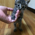可愛い子猫（≧∇≦）里親募集しています