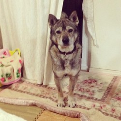 緊急☆里親様募集