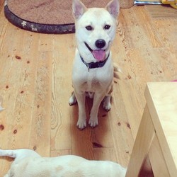 「緊急里親様募集です、、どうか助けてください。」サムネイル1