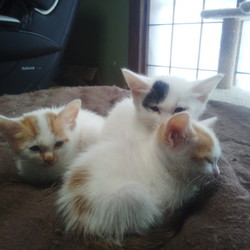 パルボ克服三姉妹♪