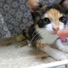 三毛子猫　ミヨちゃん　 サムネイル6