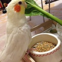 オカメインコ 福ちゃん