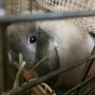 【交渉中につき一時締切】頭のいいうさぎちゃん