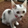 ２か月弱☆カワイイ仔猫☆♀女子力高め♪ サムネイル2