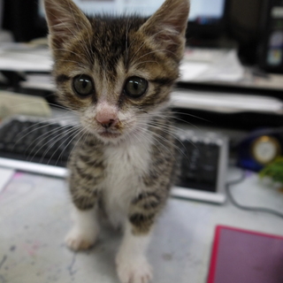 ★もうすぐ２か月♪可愛い子猫差し上げます★