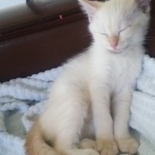 元野良猫の子猫ちゃん(雄)