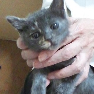 かわいい子猫が二匹