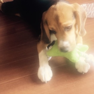 ビーグル 8ヶ月 オス