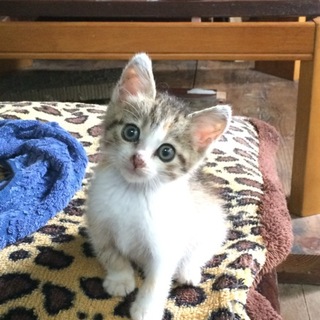 里親さんがきまりました。ありがとうございました。