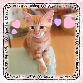 茶トラの子猫　里親さん募集