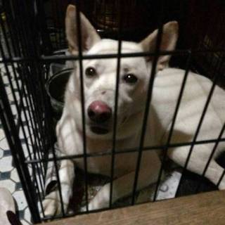 一人ぼっちのこの子の里親になって下さい。