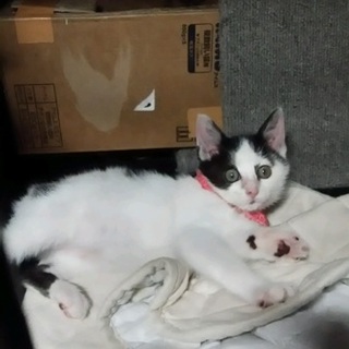 子猫の里親さんを募集します